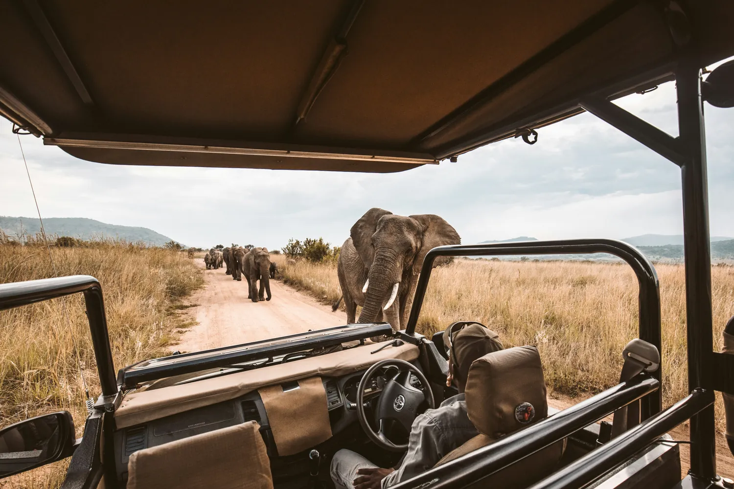 Comparative Insights on Luxury Safari Adventures and Budget Travel Experiences